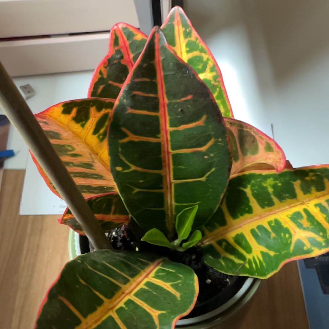 Photo of the plant species Exotic Angel Plant by @VipOrpine77 named Smart Rosie on Greg, the plant care app