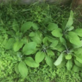 Photo of the plant species Virginia Bluebell by @VitalGollum52 named Morgan Treeman on Greg, the plant care app