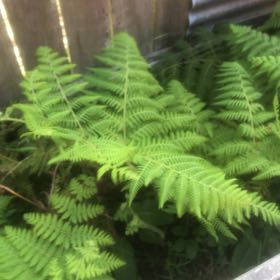 Photo of the plant species Eastern Hayscented Fern by @VitalGollum52 named Michelle Branch on Greg, the plant care app