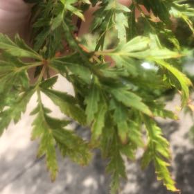 Photo of the plant species Giant Herb-Robert by @VitalGollum52 named Coco on Greg, the plant care app