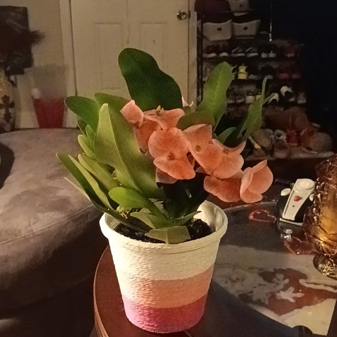 Photo of the plant species Euforia Pink Euphorbia by @DynamicQuince0 named Bodhi on Greg, the plant care app