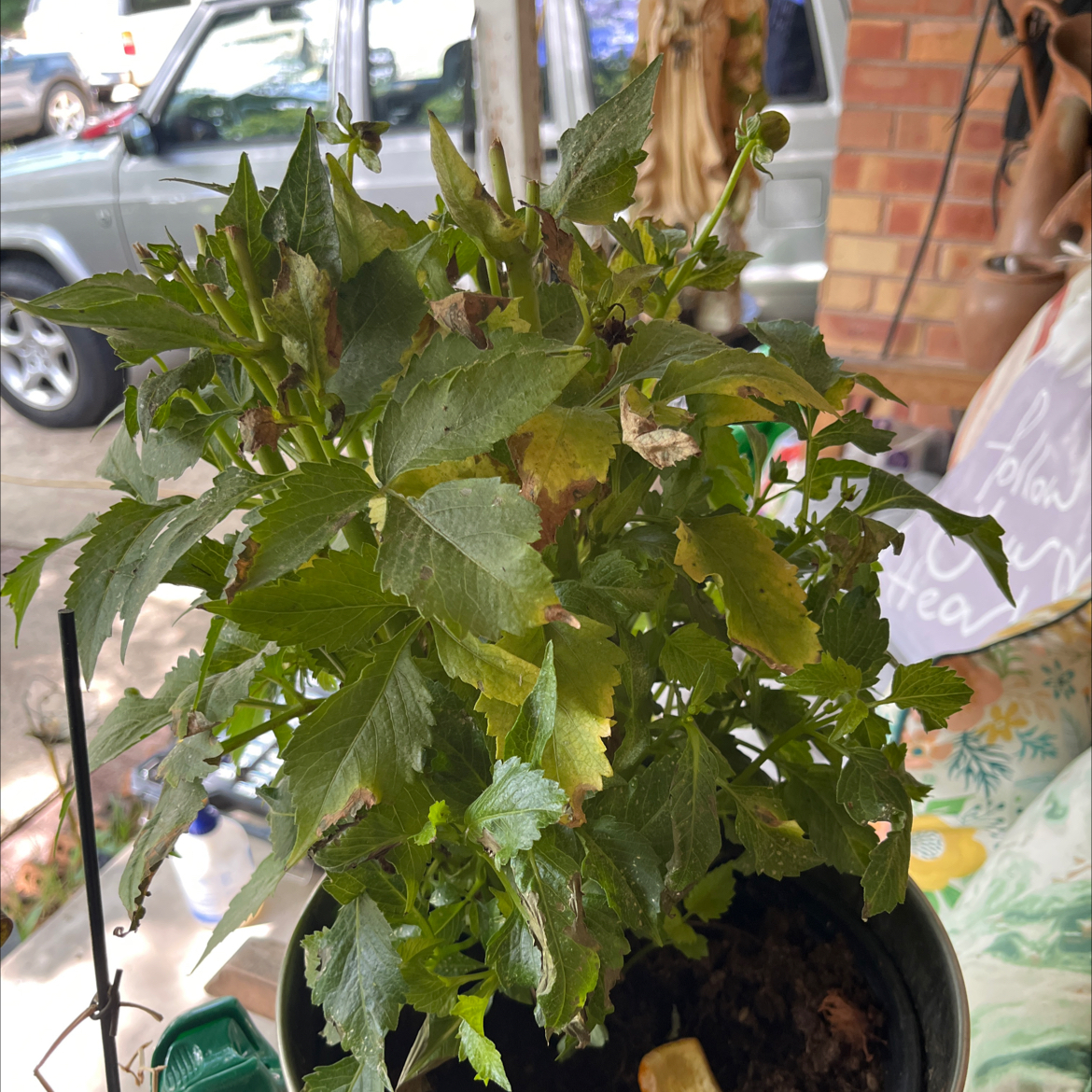 Photo of the plant species Safflower by @SuaveMint90 named Huckleberry Fern on Greg, the plant care app