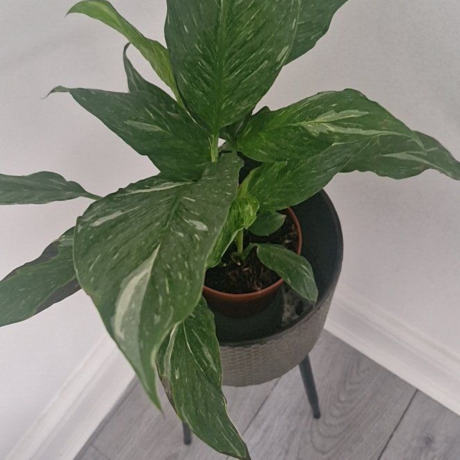 Photo of the plant species Variegated Peace Lily by @SportEmerald48 named Diana on Greg, the plant care app
