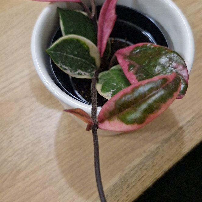 Photo of the plant species Flamingo Hoya by @SportEmerald48 named Ragena on Greg, the plant care app