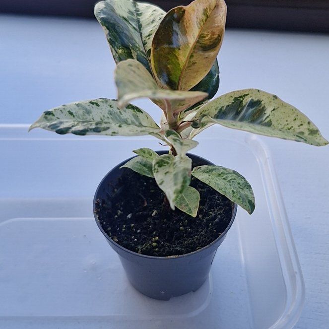 Photo of the plant species Rubber Plant 'Schrijveriana' by @SportEmerald48 named Peggy on Greg, the plant care app