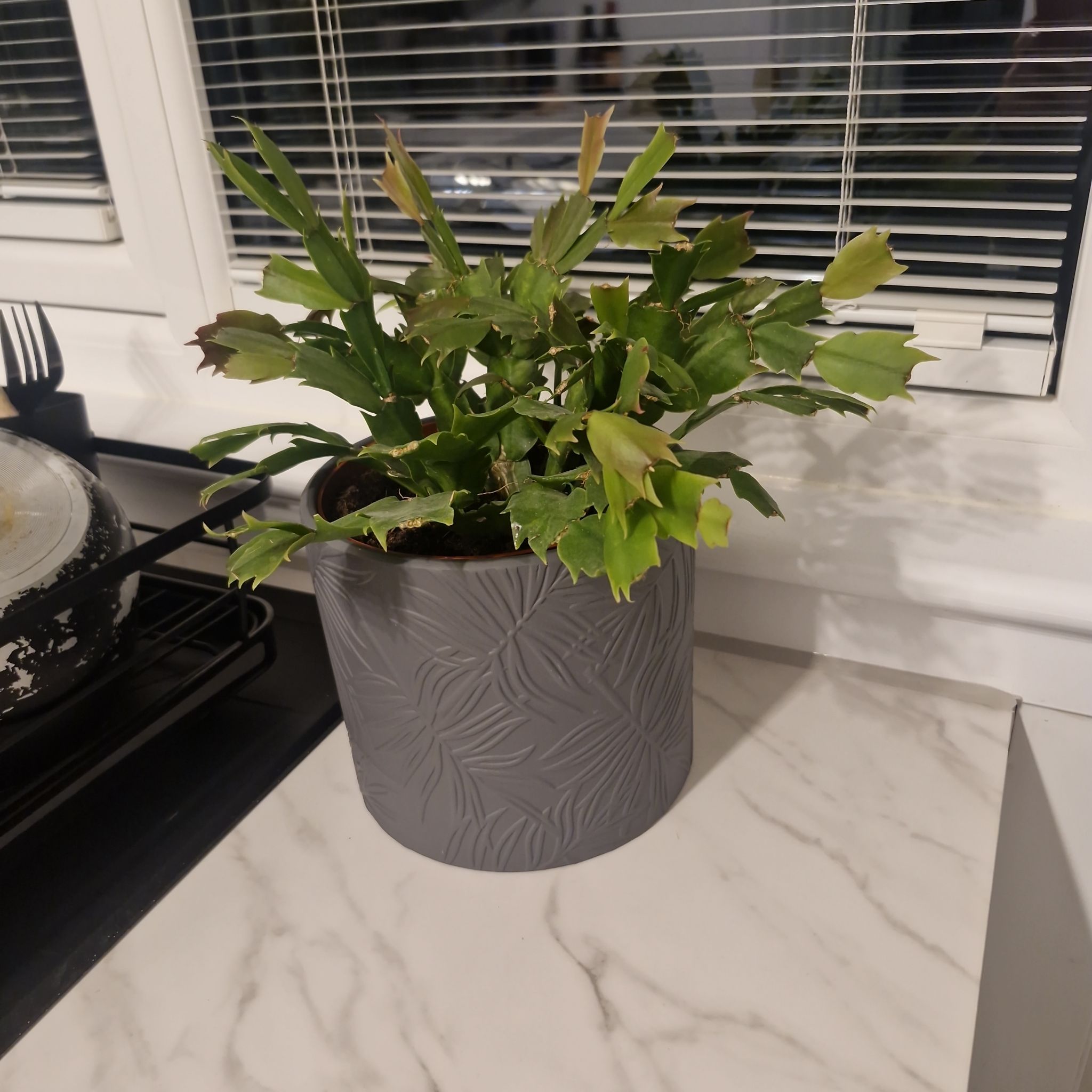 Photo of the plant species Christmas Cactus by @SportEmerald48 named Maggie on Greg, the plant care app