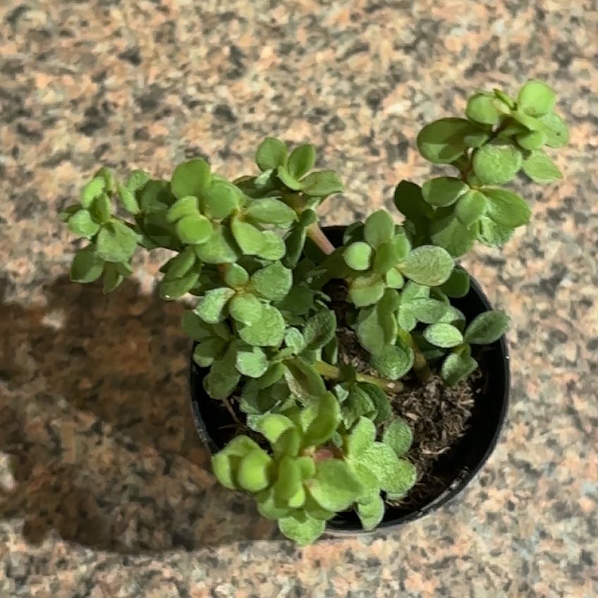 Photo of the plant species Elephant Bush Lilliput by @StableCashew62 named Tolkien on Greg, the plant care app