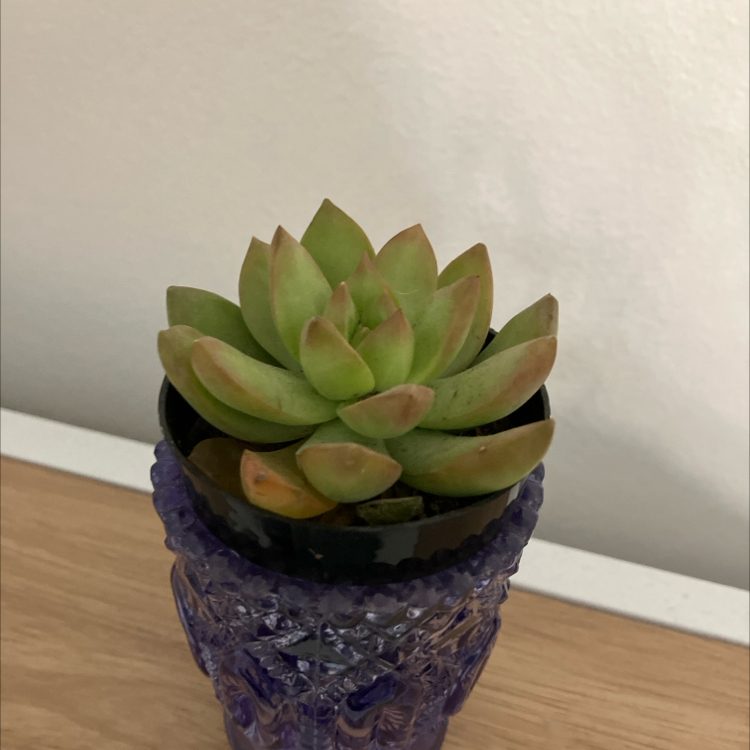 Photo of the plant species Echeveria colorata by @ShrewdCorrea97 named Hope on Greg, the plant care app