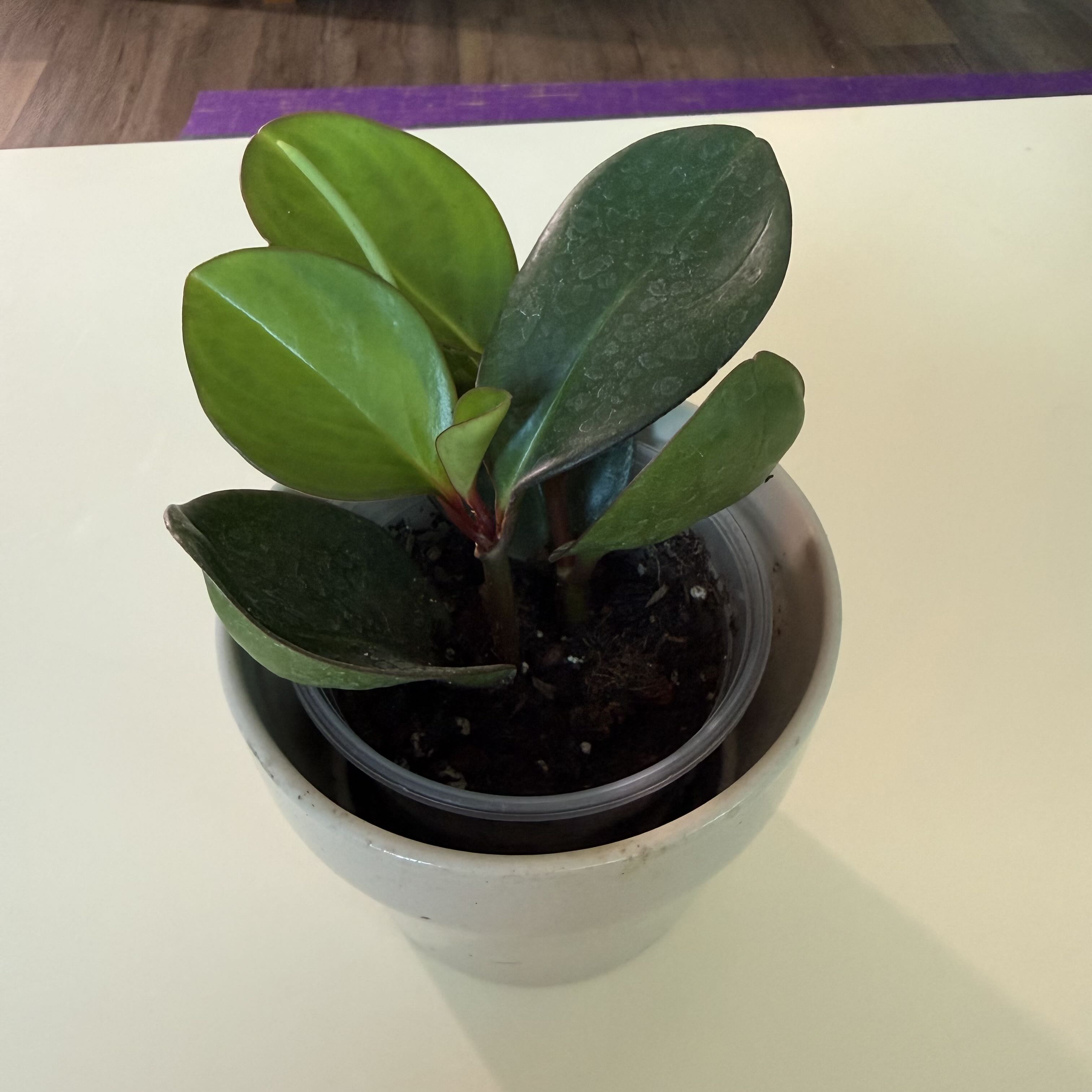 Photo of the plant species Peperomia Red Edge by @BusyCaleypea35 named Sage on Greg, the plant care app