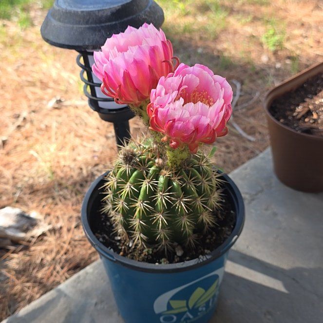 Photo of the plant species Torch Cactus by @PetiteSkimmia29 named Pax on Greg, the plant care app