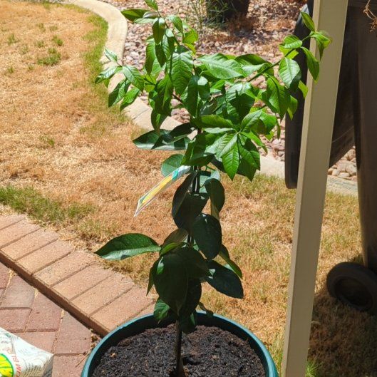 Photo of the plant species Dwarf Lisbon Lemon Tree by @BigGermanivy93 named Mollie on Greg, the plant care app