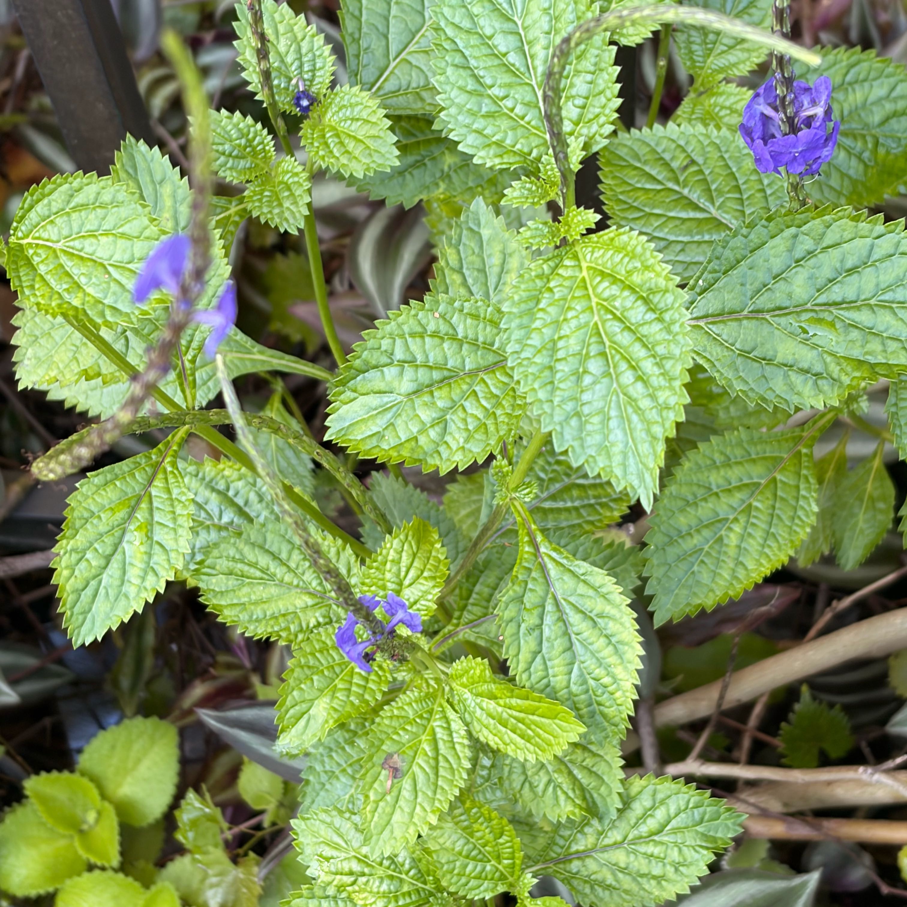 Photo of the plant species Blue Porterweed by @TryWoreya66 named Coco on Greg, the plant care app