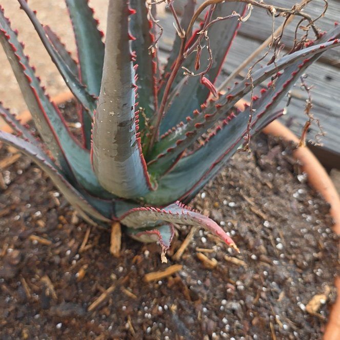 Photo of the plant species Aloe divaricata 'Diablo' by @HeirKaraka88 named Dracula on Greg, the plant care app