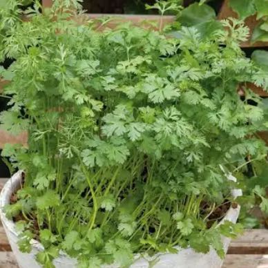Photo of the plant species Cilantro 'Santo' by @StatelyTawa54 named Scarlett on Greg, the plant care app
