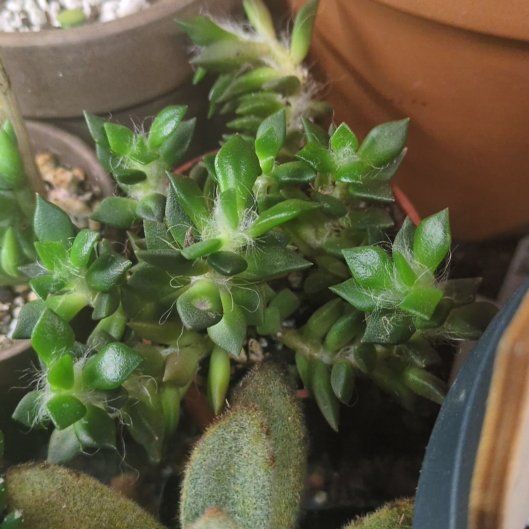 Photo of the plant species Anacampseros telephiastrum by @PureAster74 named Taylor Swift on Greg, the plant care app