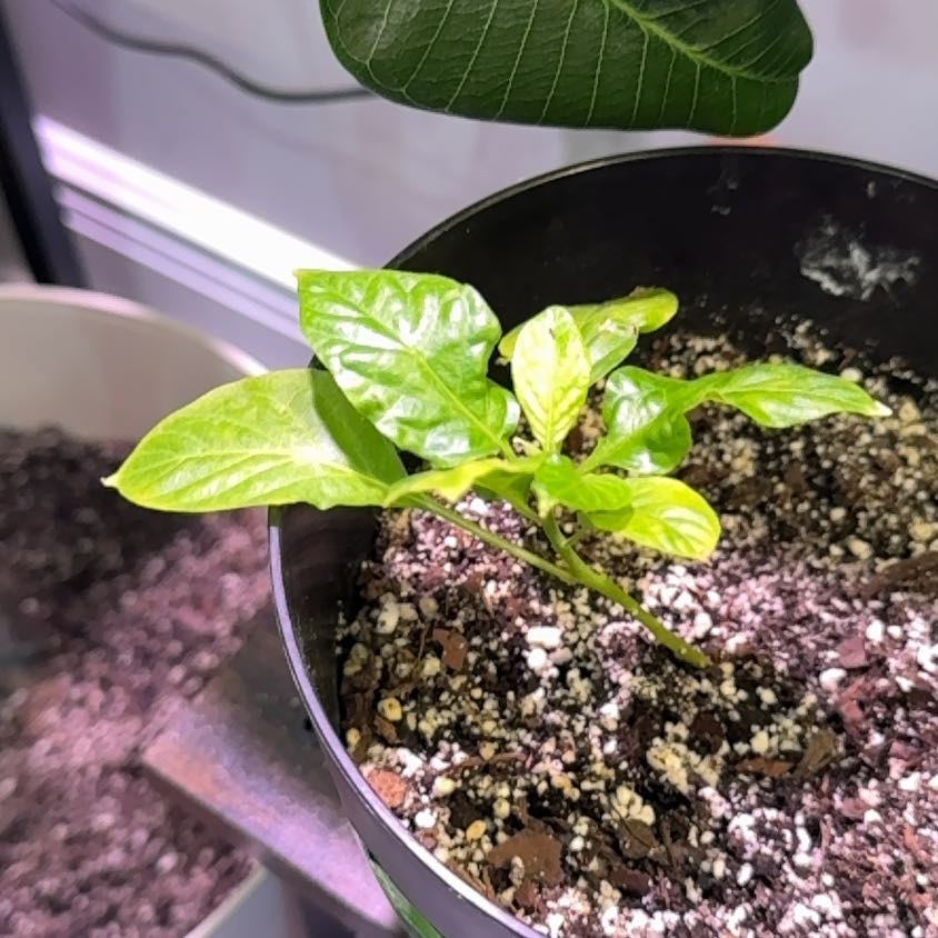 Photo of the plant species Carolina Reaper by @PrimeWavycap96 named Little Spicy on Greg, the plant care app
