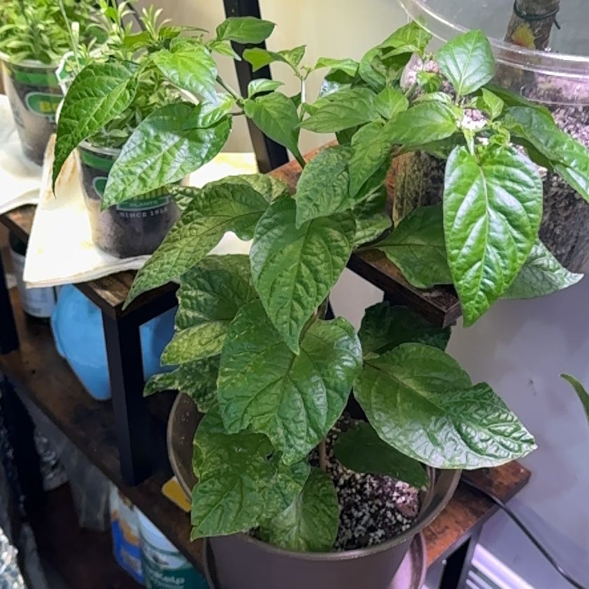 Photo of the plant species Carolina Reaper by @PrimeWavycap96 named Pepper Pete on Greg, the plant care app