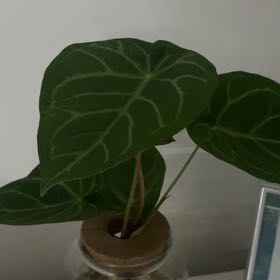 Photo of the plant species Anthurium by @NiftyCuttings33 named Darwin on Greg, the plant care app