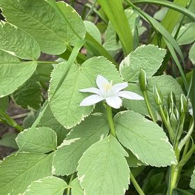 Photo of the plant species Star of Bethlehem by @NiftyCuttings33 named Rihanna on Greg, the plant care app