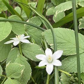 Photo of the plant species Star of Bethlehem by @NiftyCuttings33 named Sahara on Greg, the plant care app