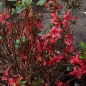 Photo of the plant species Rhododendron Simsii by @NiftyCuttings33 named Sanders on Greg, the plant care app
