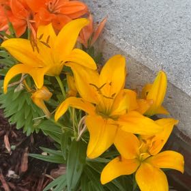 Photo of the plant species Orange Lily by @NiftyCuttings33 named Mando on Greg, the plant care app
