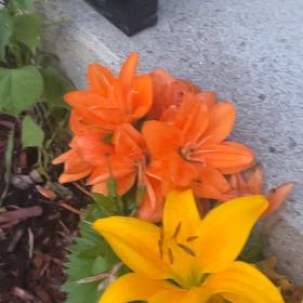 Photo of the plant species Orange Lily by @NiftyCuttings33 named Kardashian on Greg, the plant care app
