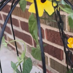 Photo of the plant species Blackeyed Susan Vine by @NiftyCuttings33 named Orwell on Greg, the plant care app