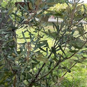 Photo of the plant species Narrowleaf Protea by @ChampOrchids28 named Keanu Leaves on Greg, the plant care app