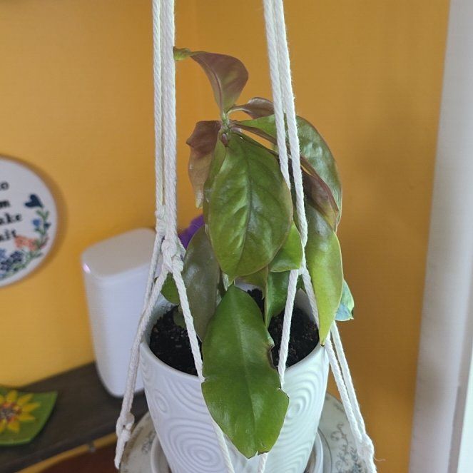Photo of the plant species lemon vine by @AnewChayote62 named Queen on Greg, the plant care app