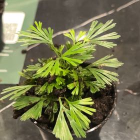 Photo of the plant species Fan Fern by @HipRedtree7 named Fernie Saunders on Greg, the plant care app