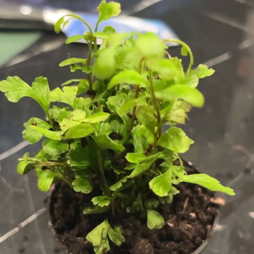 Photo of the plant species Butterweed by @HipRedtree7 named Muhammad Ali on Greg, the plant care app