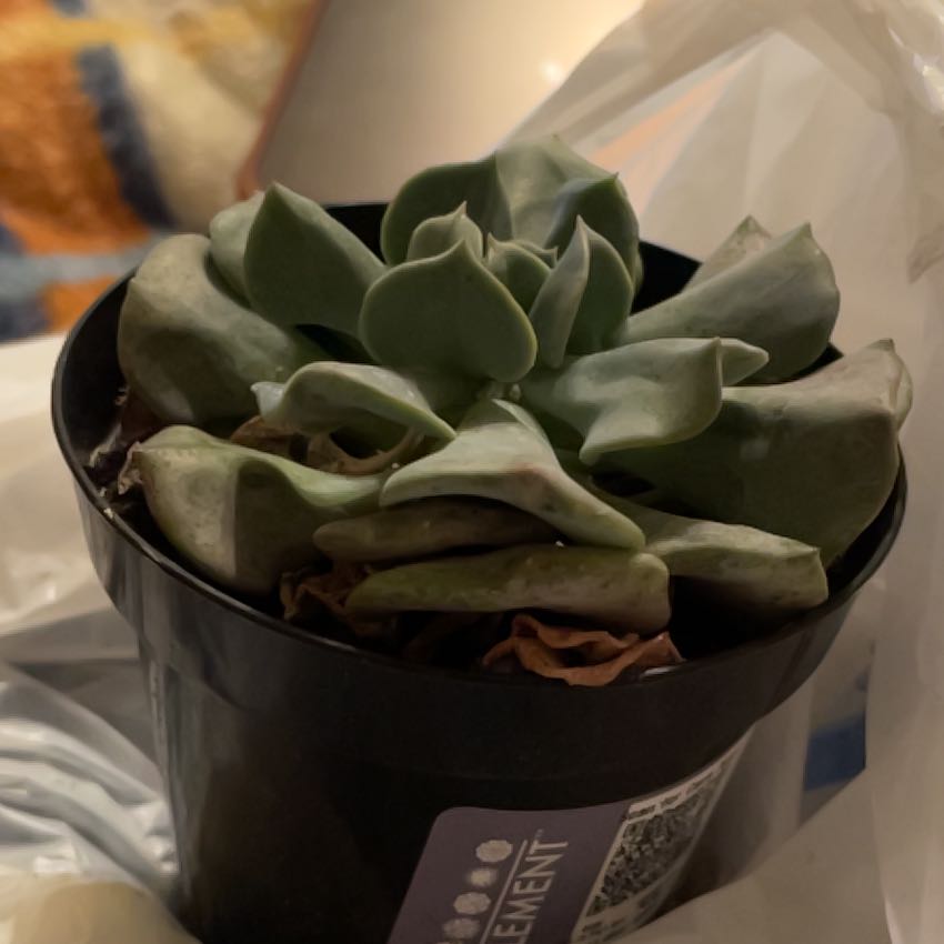 Photo of the plant species Echeveria 'Cubic Frost™' by @HipViolet66 named Eddie on Greg, the plant care app