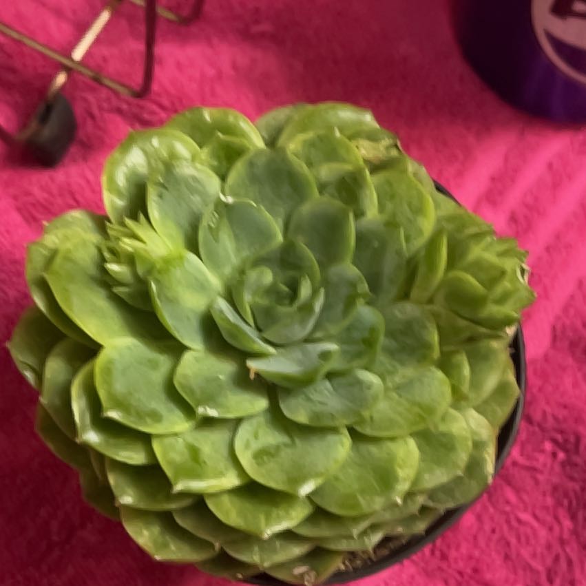 Photo of the plant species Echeveria 'Lime n' Chile' by @SnazzyMullein67 named Luna on Greg, the plant care app