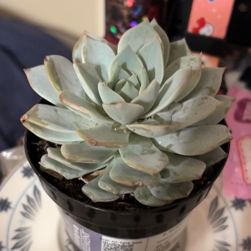 Photo of the plant species Echeveria peacockii hybrid by @FulfillingKoa99 named Harmony on Greg, the plant care app