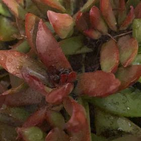 Photo of the plant species Butterfly Bush by @GallantOrpine30 named Sahara on Greg, the plant care app
