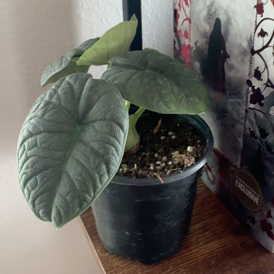 Photo of the plant species Alocasia 'Melo' by @heathrha named Maui on Greg, the plant care app
