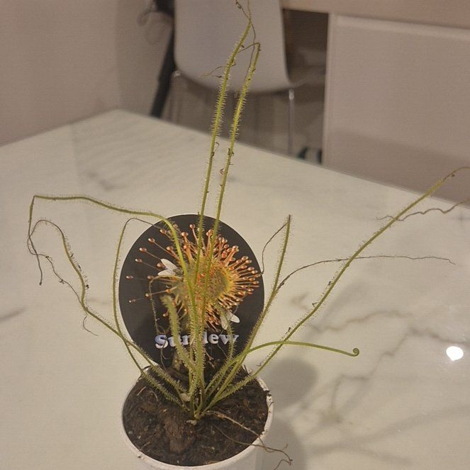 Photo of the plant species English Sundew by @AthleteCanna named Sonora on Greg, the plant care app