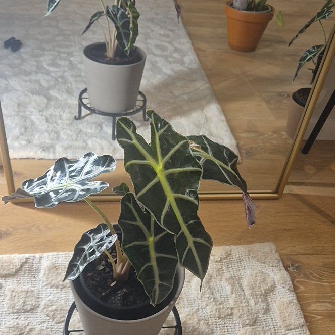 Photo of the plant species Dwarf Amazonica by @AthleteCanna named Gobi on Greg, the plant care app
