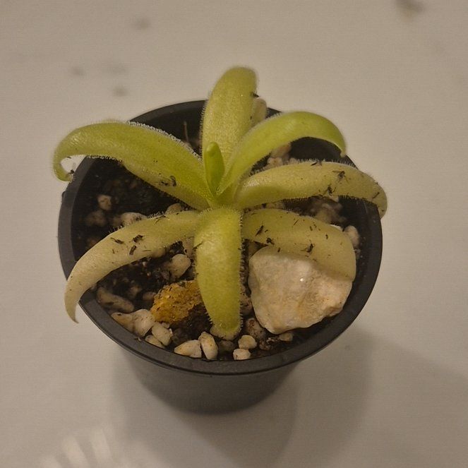 Photo of the plant species Butterwort, Mexican Cultivars by @AthleteCanna named Bodhi on Greg, the plant care app