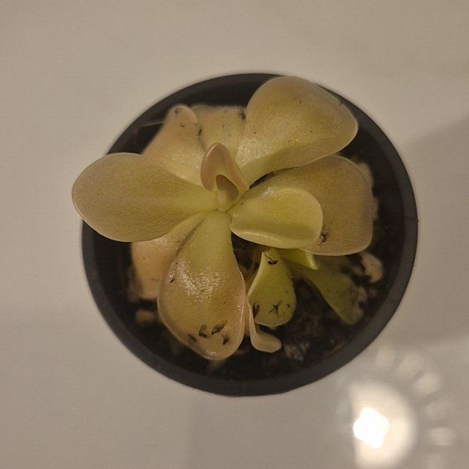 Photo of the plant species Weser Butterwort by @AthleteCanna named Luna on Greg, the plant care app