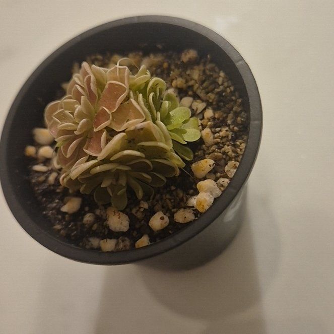 Photo of the plant species pingucula by @AthleteCanna named Miley on Greg, the plant care app