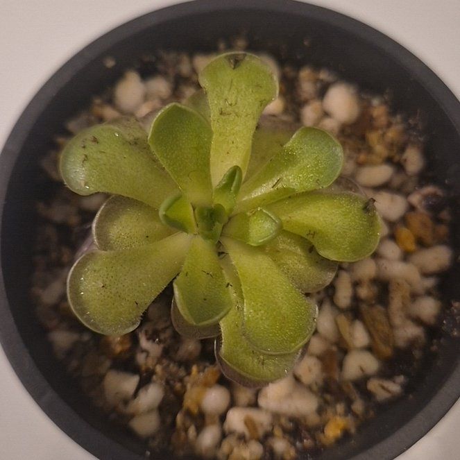 Photo of the plant species Pinguicula cyclosecta by @AthleteCanna named Sahara on Greg, the plant care app