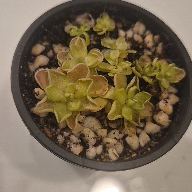 Photo of the plant species Debbert's Butterwort by @AthleteCanna named Lavender on Greg, the plant care app