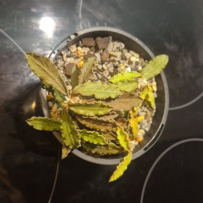 Photo of the plant species Euphorbia decaryi by @AthleteCanna named Achilles on Greg, the plant care app