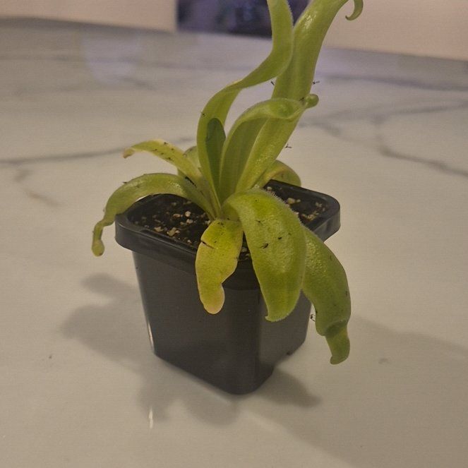 Photo of the plant species Butterwort, Mexican Cultivars by @AthleteCanna named Plato on Greg, the plant care app
