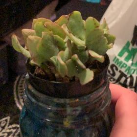 Photo of the plant species Ripple Jade™️ by @KyleceTPlants named Remington on Greg, the plant care app