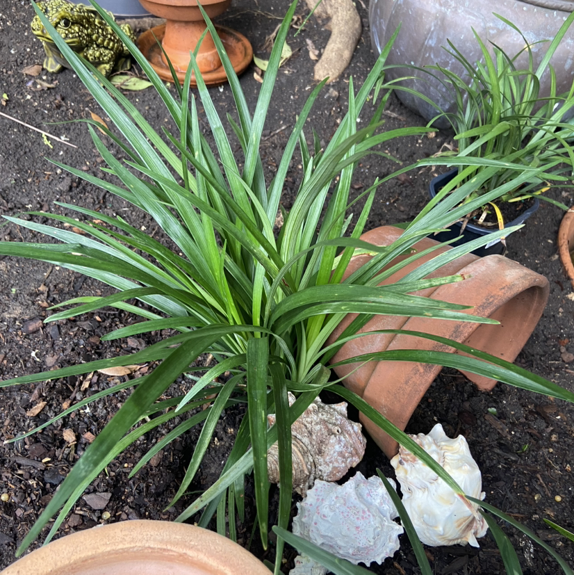 Photo of the plant species Big Blue Lilyturf by @Davella named Mollie on Greg, the plant care app