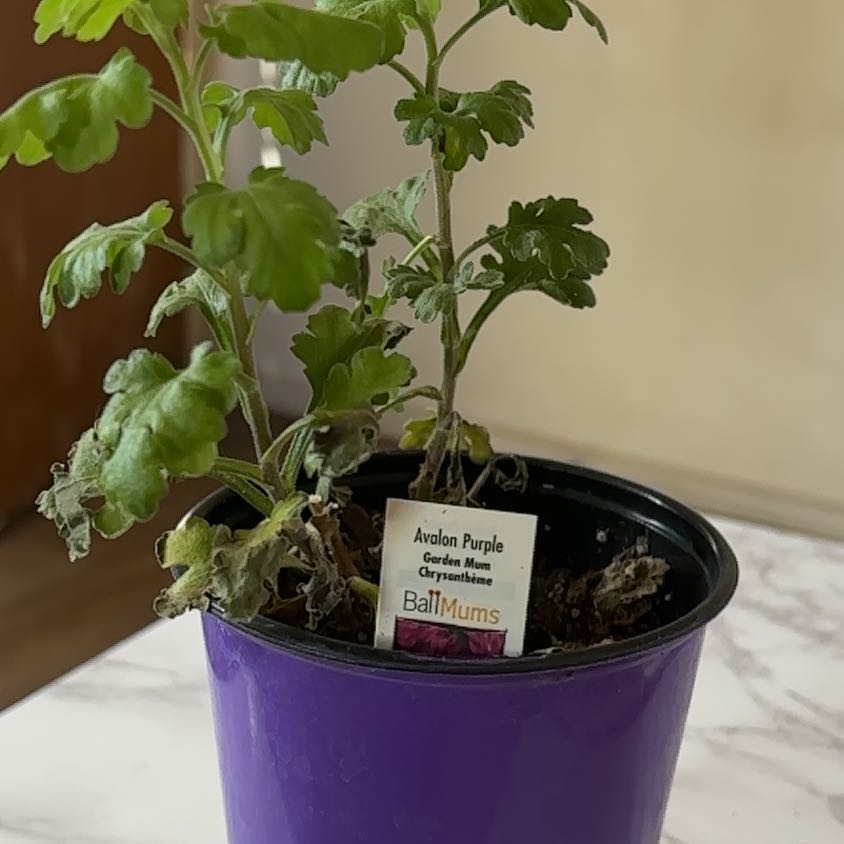Photo of the plant species Chrysanthemum 'Zanmuaval Purple' by @MightyPeony73 named Foxxy on Greg, the plant care app