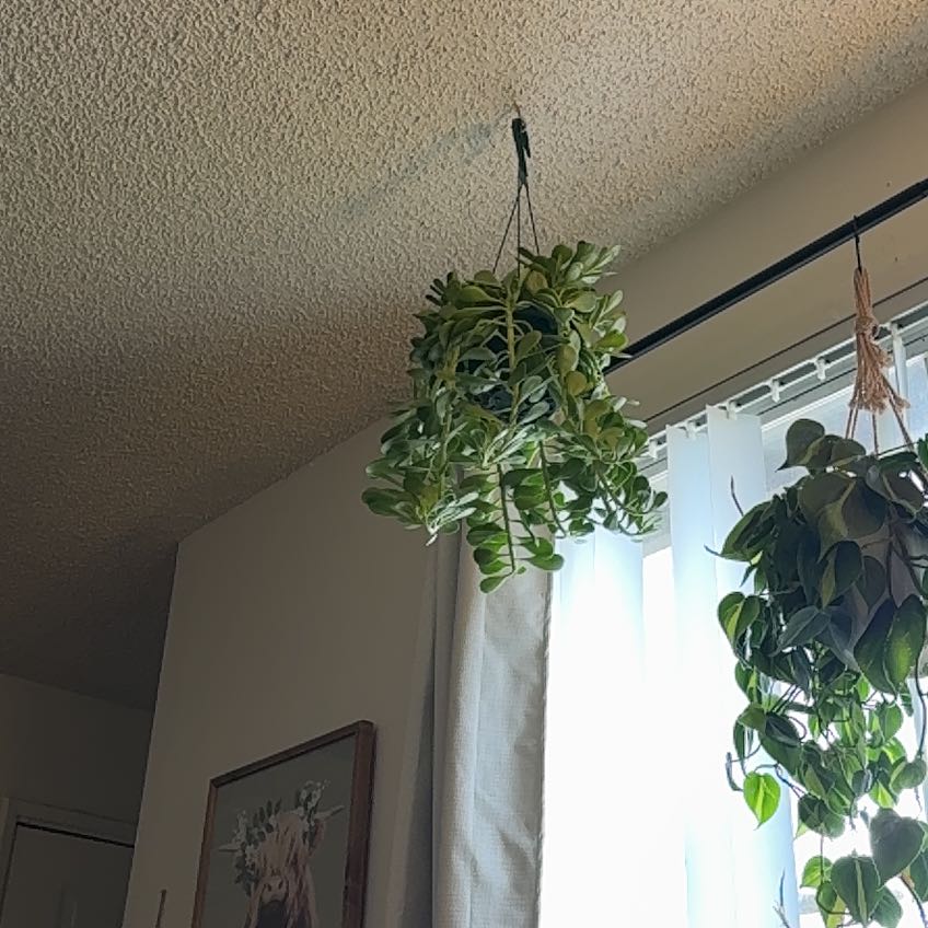 Photo of the plant species Senecio jacobsenii 'Variegata' by @FineWinika85 named Nemo on Greg, the plant care app